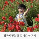 활공농장 | 수원 아기랑 나들이 탑동 시민농장 양귀비 실시간 개화현황
