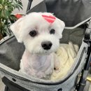 사송중학교 | 미모 x 1000000 🐶 사송 강아지 미용실 코코별 ⭐️ / 사송 강아지 미용 / 양산 강아지 미용
