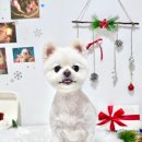 월 스트리트 애견유치원 이미지