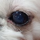 벤지동물병원 이미지