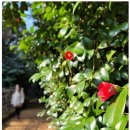 곰솔주단 이미지