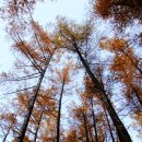 상판소나무숲 이미지