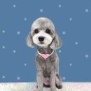 하얀이언니네 이미지