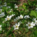 새싹의 아침 이미지