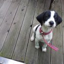 복슬 강아지 이미지