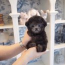 톰퍼피 강아지 분양 이미지