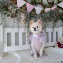 댕댕이 미장원 이미지