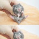 특별한동물가게 평택점 이미지