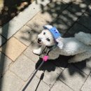 짝궁펫 네이버블로그
