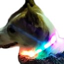 그램도그
