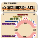 서울바른송치과의원 | 동암역 치과 '서울바른송치과' 치과상식♬(유치빠지는시기)