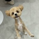 이뻐질개 애견미용실 이미지
