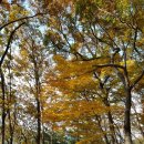 가을이 익어가는 용제봉 이미지