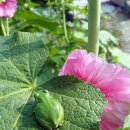 청개구리 이미지