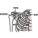 [서계동 한의원, 서계동 어깨통증] 어깨관절의 구조 이미지
