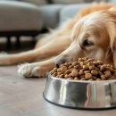 우리 강아지 이미지