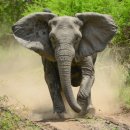 상아유리