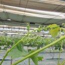 화수농장 이미지