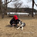 강아지탐험대동물미용업 | 아이랑 포천 가볼만한곳 추천! 토큰 들고 떠나는 동물 탐험대, 평강랜드 마이애니멀스토리 🐑