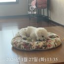 행복한 강아지 | 오늘도 행복한 강아지 간식타임: 오리목뼈 리얼 후기🤎