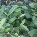 비파나무집 이미지