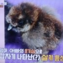 초복이네동물농장 이미지