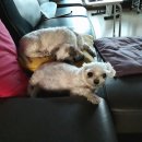 성신여대동물병원 24시 루시드, 또치 첫 응급실 경험