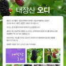 내장산 오디마을 이미지