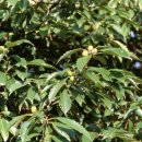 조경기능사(실기) 이미지