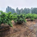 색달동 마을회관 이미지