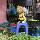 생선파는고양이 이미지