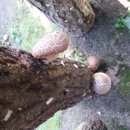 이상구표고농장 이미지