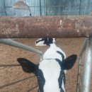 백우리목장 이미지