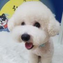 mm애견공방 이미지