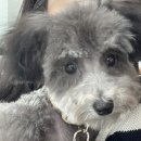 멍스바스 이미지