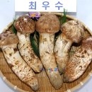 가을축제 경북 가볼만한곳 동해바다 울진금강송송이축제 경북여행 천년의 생명 울진송이버섯 이미지