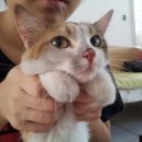 보리네 이미지