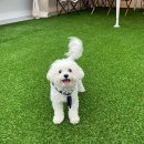 수원 루프탑 애견카페 무운(MOOON) 이미지