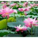 풍수명가 이미지