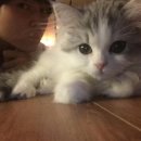 고양이집:고집 이미지