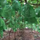 은자 농장 이미지