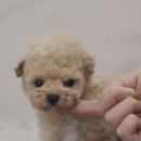 YOMIDOG