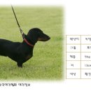 닥스훈트(DACHS HUND) 이미지