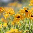 푸르름의 농원 이미지