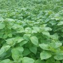 문명농장 이미지