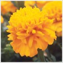 오늘 6월 05일의 꽃말은 -- 메리골드 (Marigold) -- 입니다 이미지