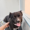 다솜애견미용실 이미지