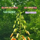 행운을드립니다 이미지