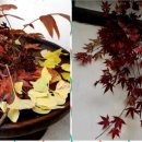 스테이독민박 이미지