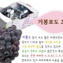 [모객중] 남당항 대하축제 + 포도따기체험 + 공세리성당 + 속동전망대 당일나들이...! 이미지